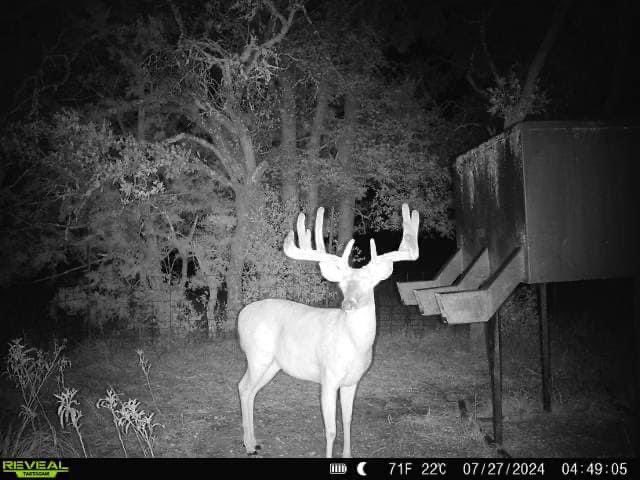 Bingo #deer #whitetails #hunting