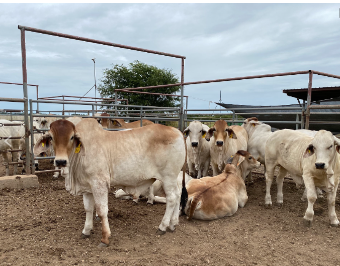 EnvFarm's tweet photo. Discover what's happening at our website: EnvFarm and explore our latest courses designed for farmers and agricultural enthusiasts.
https://t.co/pEBYkiqTw0 https://t.co/4rLk0AkDtw