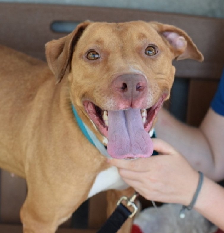 MorgFairsdogs's tweet photo. Simba Girl 203244
Listed TBK 8/20
#NYCACC 
Just 3 yrs old
 Eager to learn
Playful, but likes slow introductions 
Please give Simba Girl a chance to live!
https://t.co/wBFoifblmj
#pledge #foster #adopt https://t.co/aE2bflhT4J