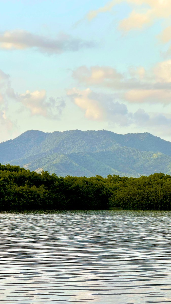 TheTriniSurfer's tweet photo. Trinidad’s northern range as seen from the Caroni swamp 📸 https://t.co/1dGTVR6N5G