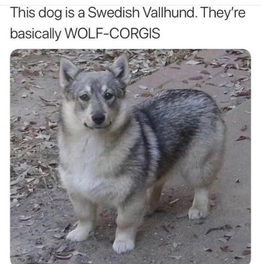 Puppieslover's tweet photo. So adorable https://t.co/C2mDrqI5zU