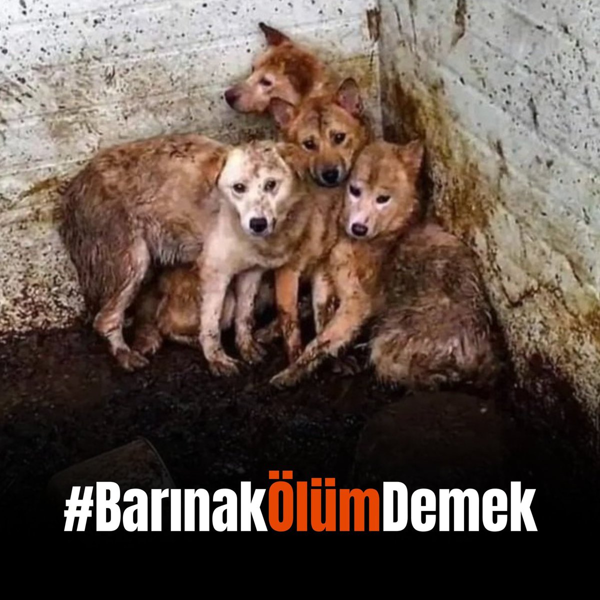 BozanGlizar's tweet photo. Barınaklarn hali ortada ve bu barınaklarn hali ortadayken halen gözünü kör/kulağını sağır edenlere sesleniyorz. 

B A R I N A K  Ö L Ü M  D E M E K

Yaşamak ve yaşatmanın verdiği huzurun ve mutluluğun farkında değiller,bizler bu sorumlulukları sırtlamaya hazırz.
#BarınakÖlümDemek https://t.co/gNy75Yd9pp