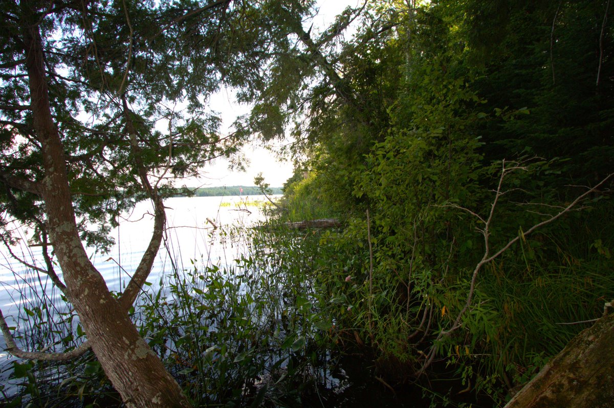 JDMisina's tweet photo. Upper Michigan, this 9-acre lake parcel on Langford Lake just hit the market! Listed by our newest agent, Ashley Faulk! 
https://t.co/XAzbLW11xV https://t.co/7oHYAqoagy