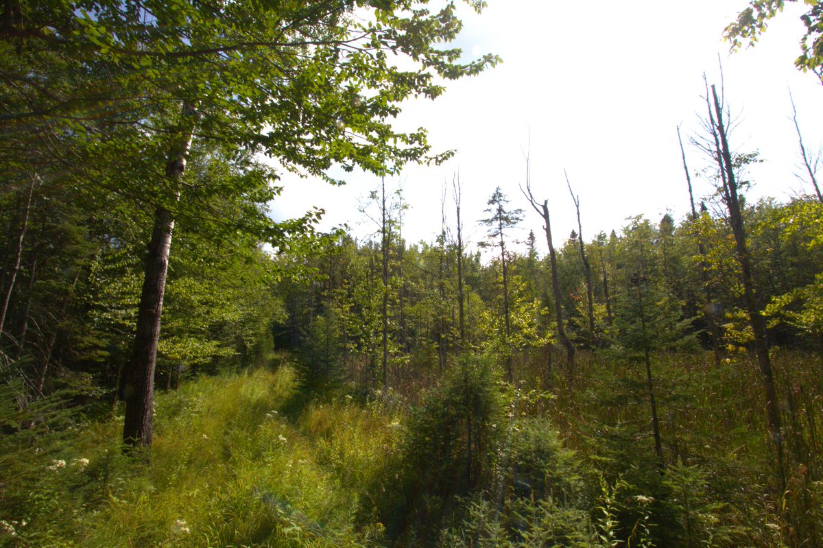 JDMisina's tweet photo. Upper Michigan, this 9-acre lake parcel on Langford Lake just hit the market! Listed by our newest agent, Ashley Faulk! 
https://t.co/XAzbLW11xV https://t.co/7oHYAqoagy