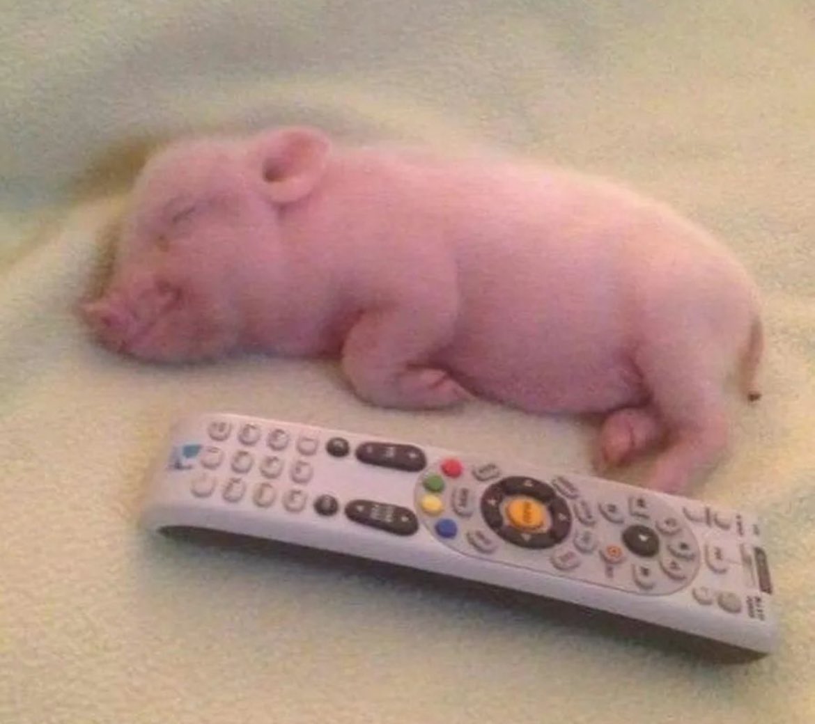 Dailypighogs's tweet photo. Little piggy #pig #piggy #dailypig #pigdaily #cuteanimals https://t.co/leWJYWSfUY