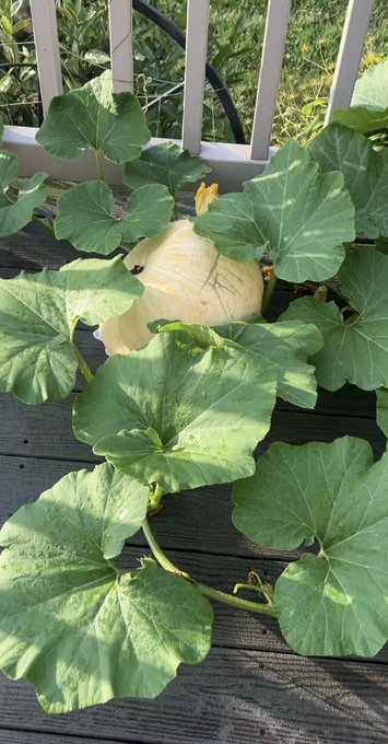 My deck pumpkin loved the thunderstorm/rain today   I think it grew inches, just from this am 😂😂 https://t<a href="/tag/smile"class="tags"><span>#smile</span></a><a href="/tag/car"class="tags"><span>#car</span></a><a href="/tag/happy"class="tags"><span>#happy</span></a><a href="/tag/saturdayvibes"class="tags"><span>#saturdayvibes</span></a>