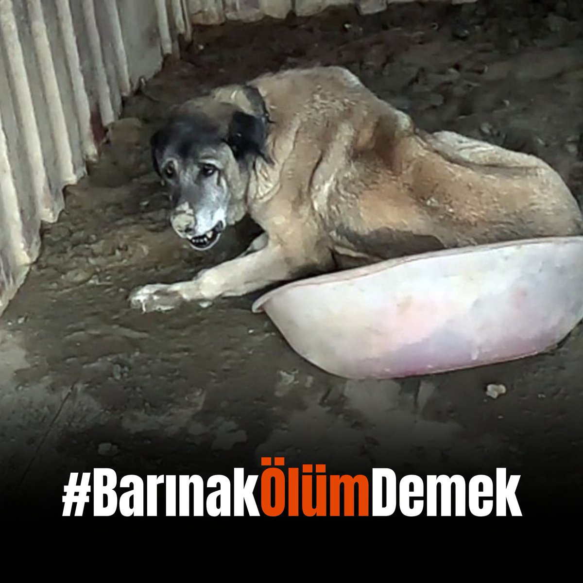 n_devrim's tweet photo. Vicdanı olan zaten anlar.
Gerisinedir lafım, canları ölüm hapsinde tutamazsınız.
İşkence, açlık her türlü acıya maruz bırakamazsınız.
#cankaybıvar #barınakölümdemek https://t.co/nbqbJsVQVk