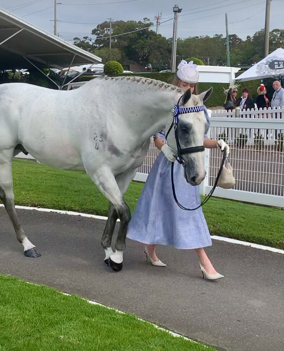 HillviewThorou1's tweet photo. 🔥👑🦐
Yesterday Chilli’s winter holiday ended. 
After a big bath/trim up we made a quick trip into @WyongRaceClub so he and Abi could participate in the FOTF.
Thank you Sara Ryan Racing for the stable so we could enjoy a lovely lunch.
#thebestboy #hkjc #jjsize #championsprinter https://t.co/C3oRZHVLxk