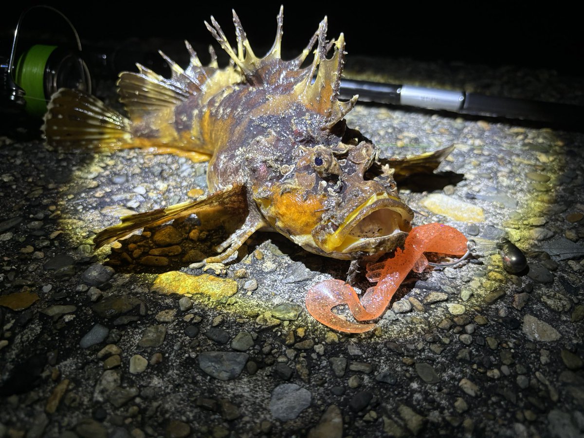 cyansukosuko's tweet photo. 超久しぶりの釣り🎣
グランデージブルートとセルテートの鱗づけは35㎝くらいのオコゼでした💦
ロックゲームシンカーTG15g +ペタンコカーリーのドリフト🐡 https://t.co/LXNzwK7Lr3