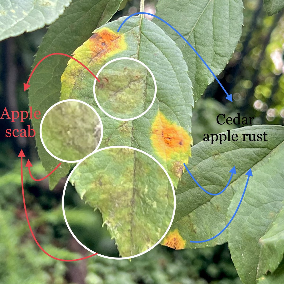 FruitDiseases's tweet photo. Two fungal diseases in one picture! #AppleScab #CedarAppleRust on leaves of #Apples https://t.co/QSefAVkEzn