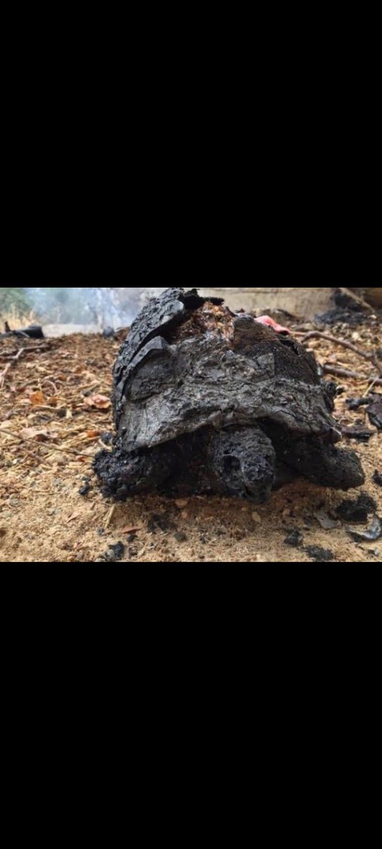 Kim can kaybı yok dedi ?
Yavru kaplumbağa yi gördünüz mü, kuşu...?
Ağaçlar cansız mi size göre?
Zalimsin insanoğlu.
Yasattigini yaşamadan gitme!
#MuğlaYANIYOR
#izmiryanıyor
#turkiyeyanıyor
#CanKaybıVar