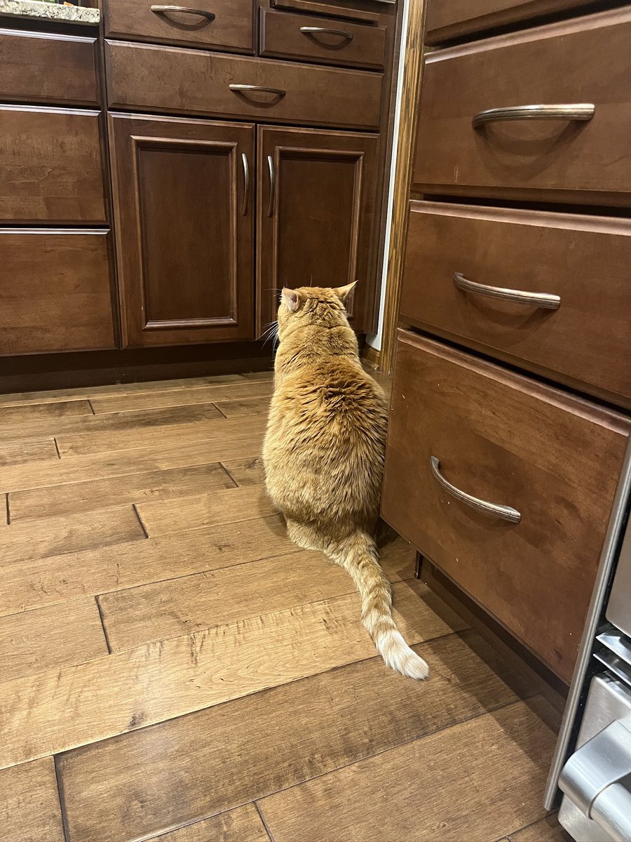 he’s pouting because i told him he can’t have another treat because he’s too fat