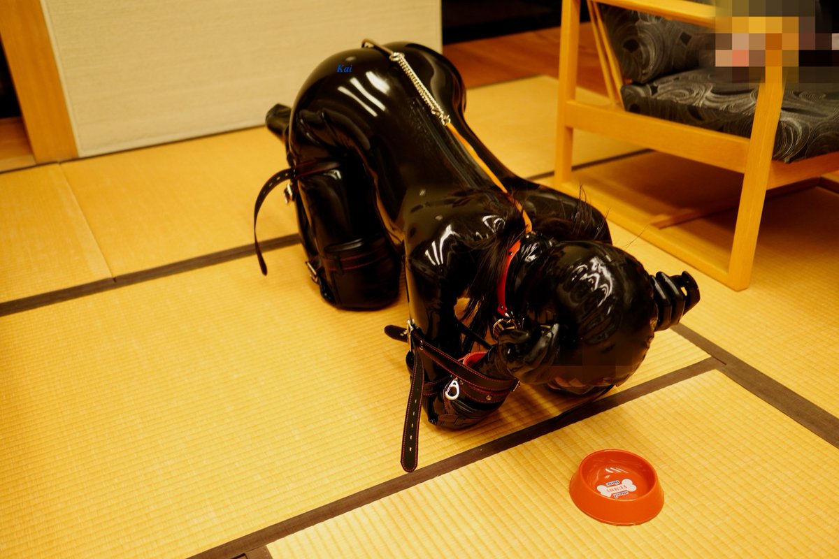 smspanking1's tweet photo. 調教３限目
ラバーヒトイヌ散歩
ヴィラ内に隠した餌を探して食べさせる
休んでると電気首輪や鞭でお仕置き
（餌を全部見つけられなかったので、最後に電圧上げて電気首輪ON）

#アナルフック #電気首輪 #ラテックス #ポニープレイ #ヒトイヌ拘束 https://t.co/yP82x3WQVX