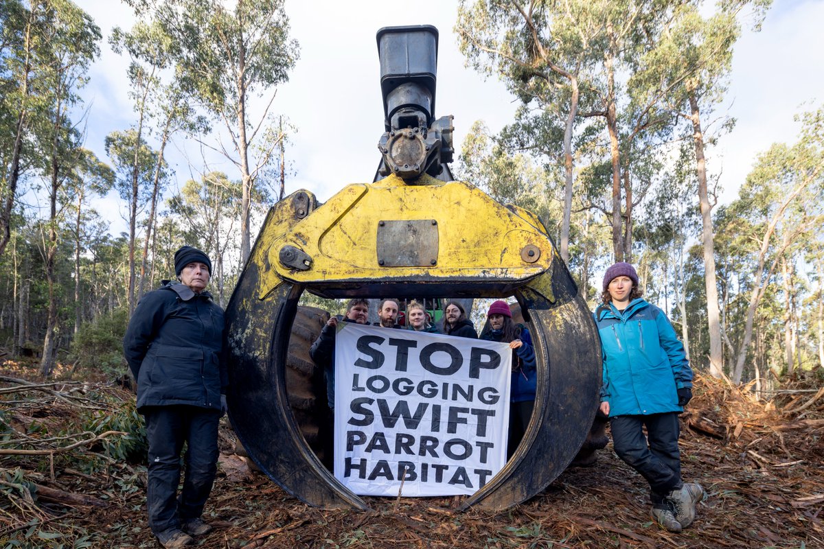 BobBrownFndn's tweet image. ⚠️Breaking: Nesting habitat for critically endangered #SwiftParrots is the site of a protest this morning after forest defenders discovered logging and moved in to rescue the forests. 64-year-old Sue Abbott is attached to a logging machine. #politas bobbrown.org.au/protest-to-res…
