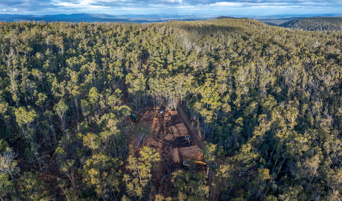 BobBrownFndn's tweet image. ⚠️Breaking: Nesting habitat for critically endangered #SwiftParrots is the site of a protest this morning after forest defenders discovered logging and moved in to rescue the forests. 64-year-old Sue Abbott is attached to a logging machine. #politas bobbrown.org.au/protest-to-res…