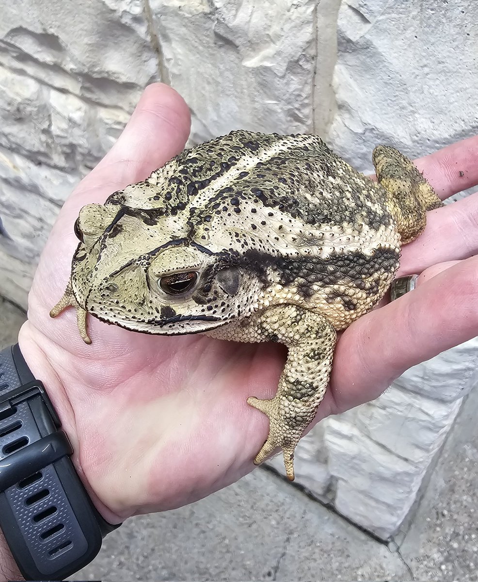 snakes_n_knives's tweet photo. The Lord of all Gulf Coast toads.
#gulfcoasttoad
#Inciliusvalliceps
#herpsoftexas
#fieldherping https://t.co/lY859r6IMa