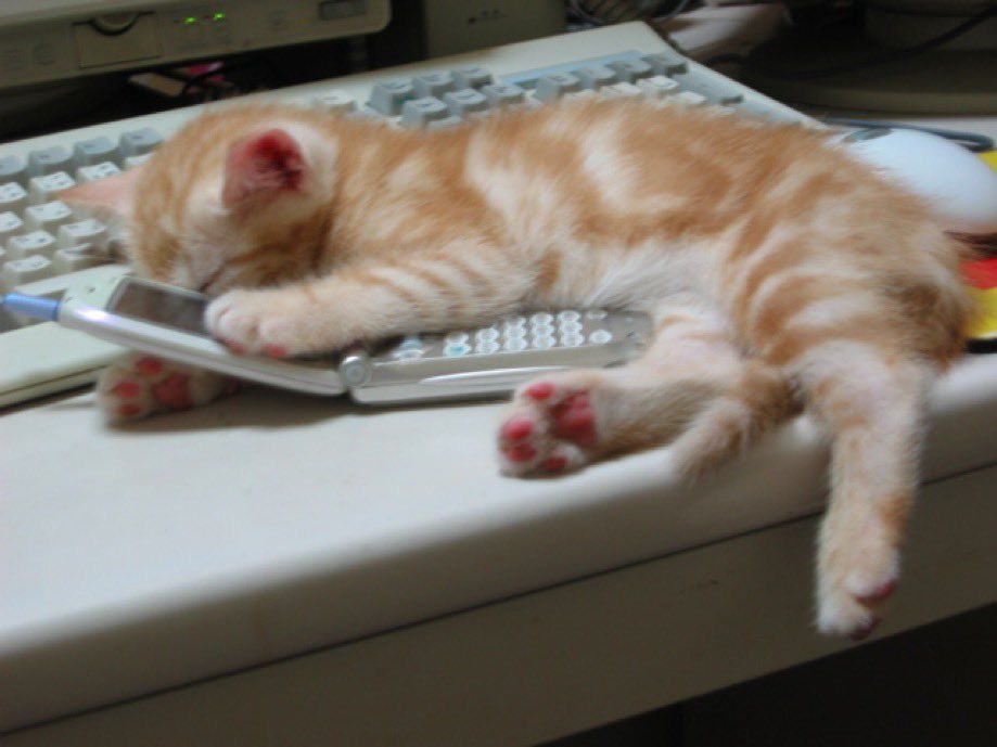 Kitty archives ♡ (@puppierz) on Twitter photo 