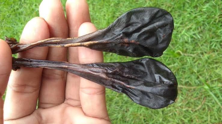 jellypastaa's tweet photo. 🔪 MANJUR YANG MEMBUNUH

benda di bawah ini adalah bagian tubuh dari salah satu satwa liar yang biasanya dihaluskan dan dijadikan bubuk.

dipakai untuk bahan obat, harga benda ini bisa mencapai jutaan.

'emang itu apa? punya siapa?'

yuk kita bahas!
[thread belajar bareng] https://t.co/xSihaj2jql