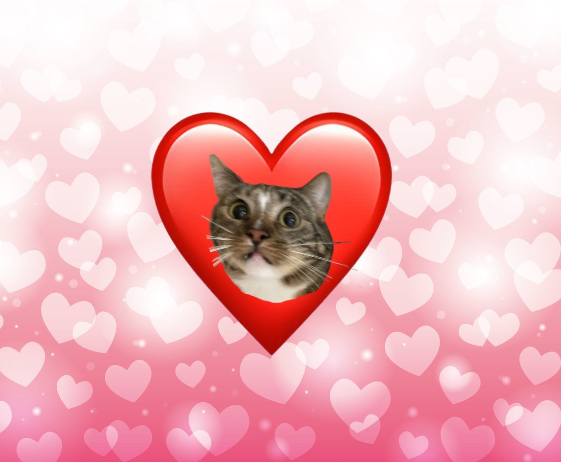 daily patches 😼 tweet media