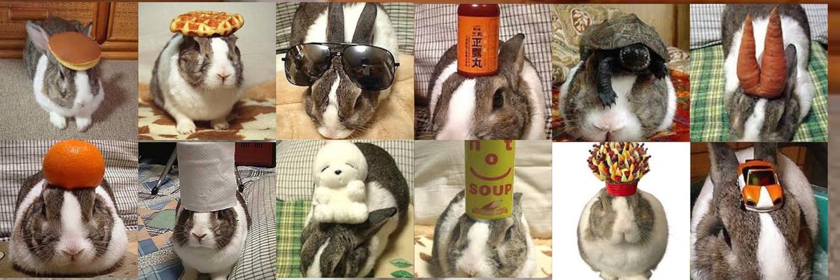 Oolong the Rabbit🐰 tweet media