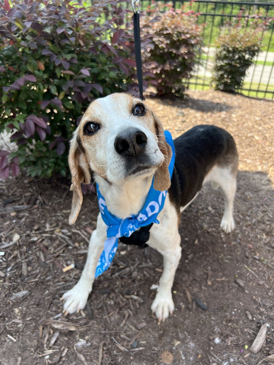 We need leashes, can you help? amazon.com/hz/wishlist/ls…