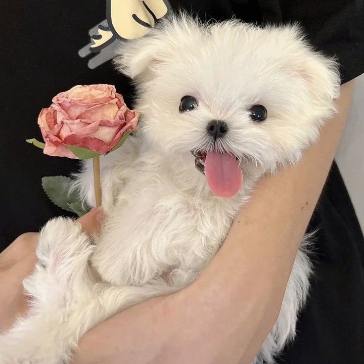 twaniimals's tweet photo. 🌷 https://t.co/cLdq3xcFQa