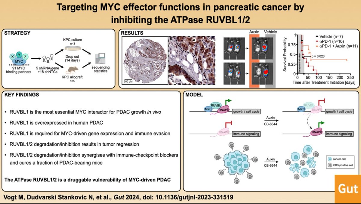 #GUTAbstract by @_MarkusVogt <a href="/_WolfLab/">Wolf Lab for Tumor Biochemistry</a> et al on

"Targeting MYC effector functions in pancreatic cancer by inhibiting the ATPase RUVBL1/2" via bit.ly/3SNQbX0

Paper: bit.ly/3M5SqkW

<a href="/DiefenbacherL/">@diefenbacherlab.bsky.social</a> <a href="/NevenkaDudvars1/">Nevenka Dudvarski Stankovic</a> #Pancreas #PancreaticCancer