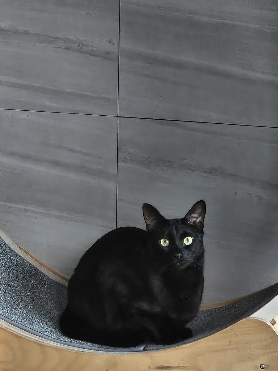 dotkavi's tweet image. 