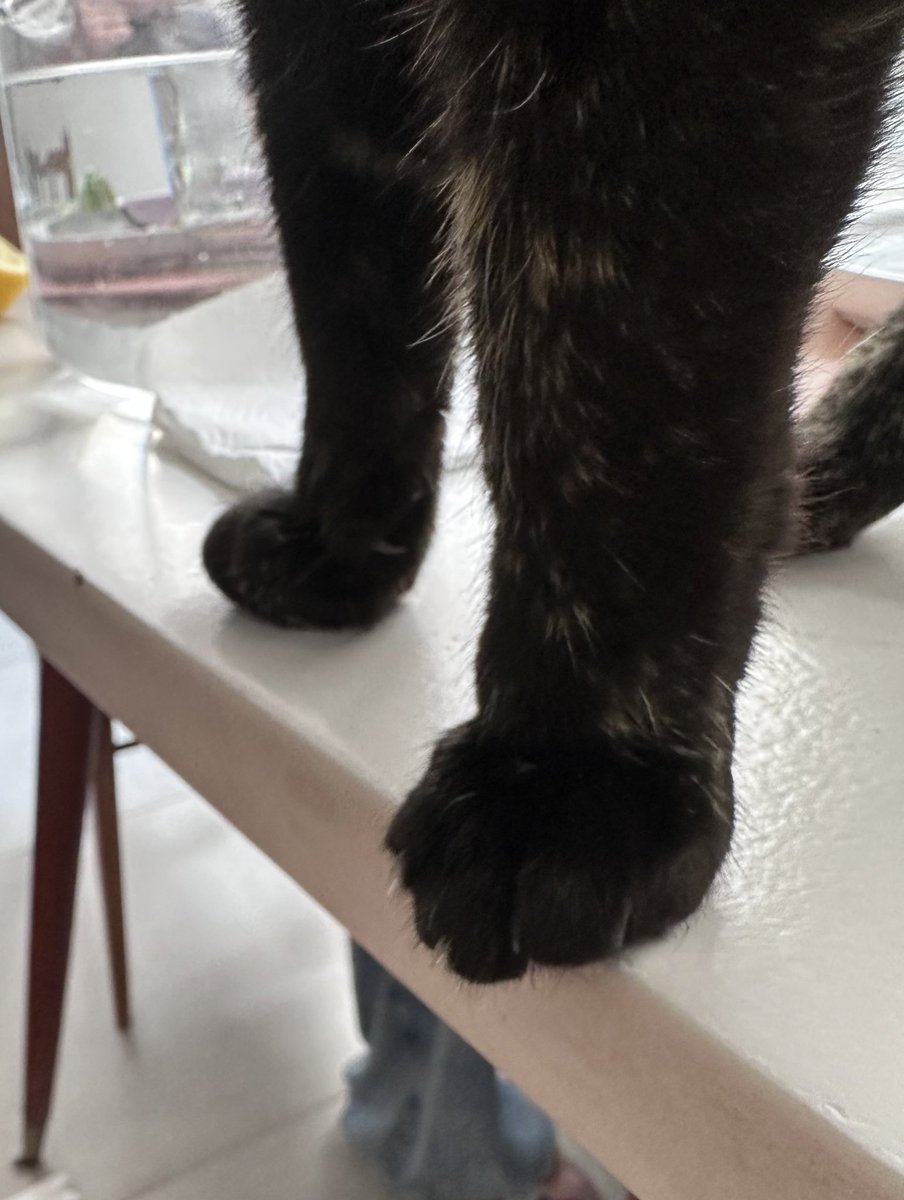 Los gatos son fantásticos, se hacen los malos y después tienen estas patitas