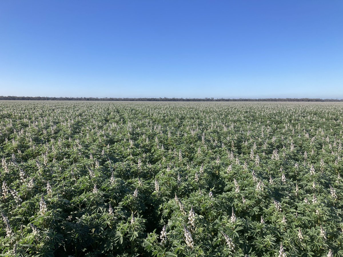 David Greig tweet media