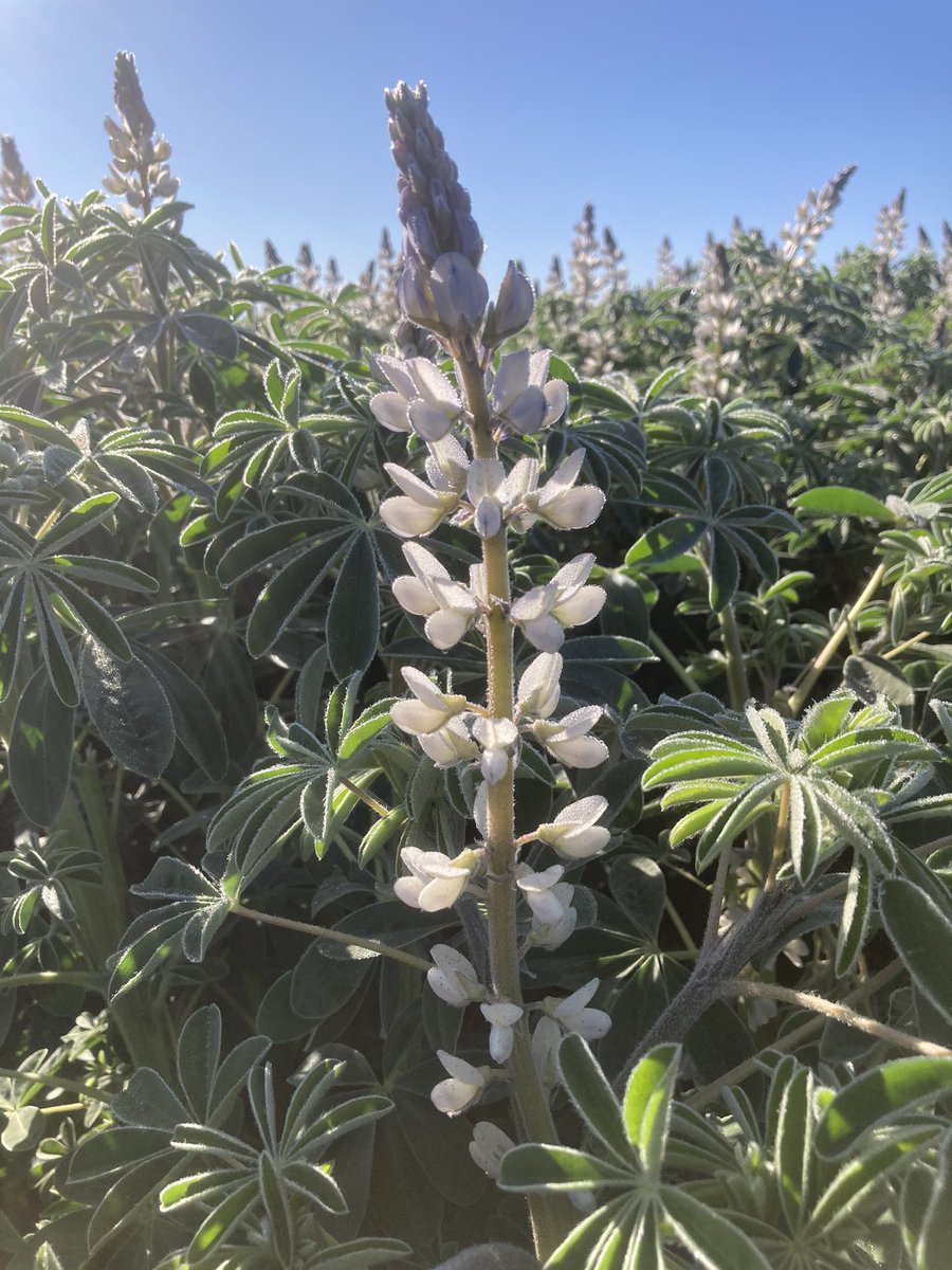 Another good year for Albus lupins in Western NSW