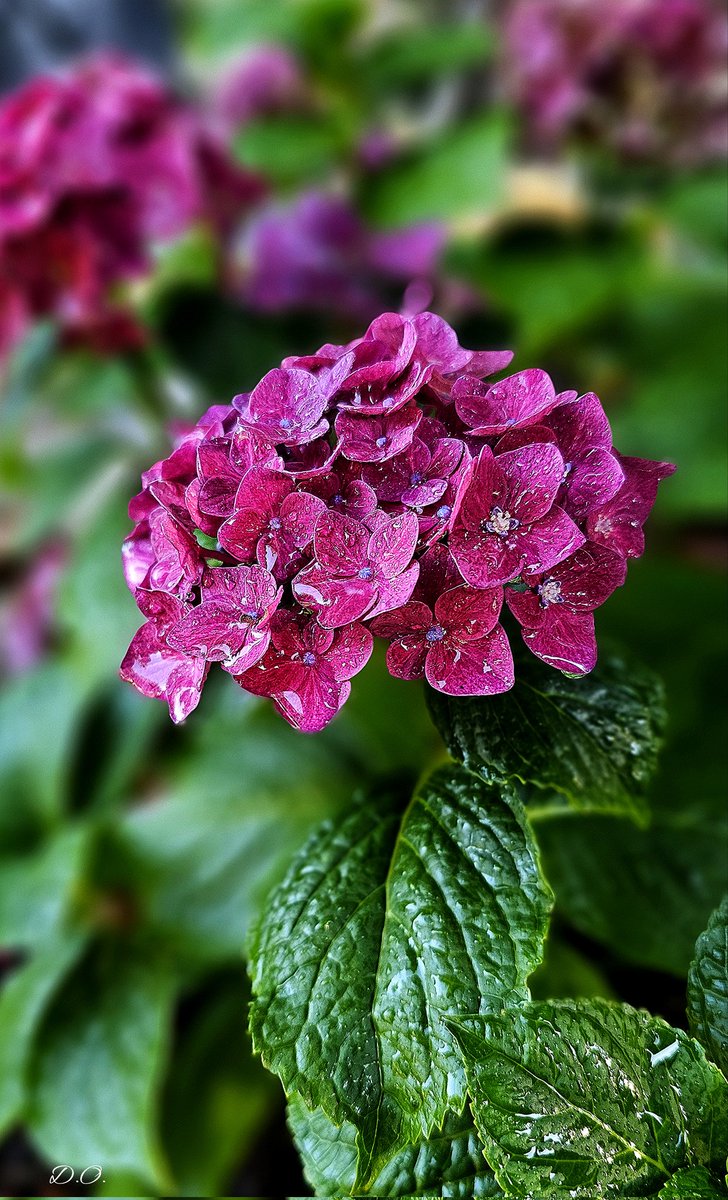 Debbie O. tweet media