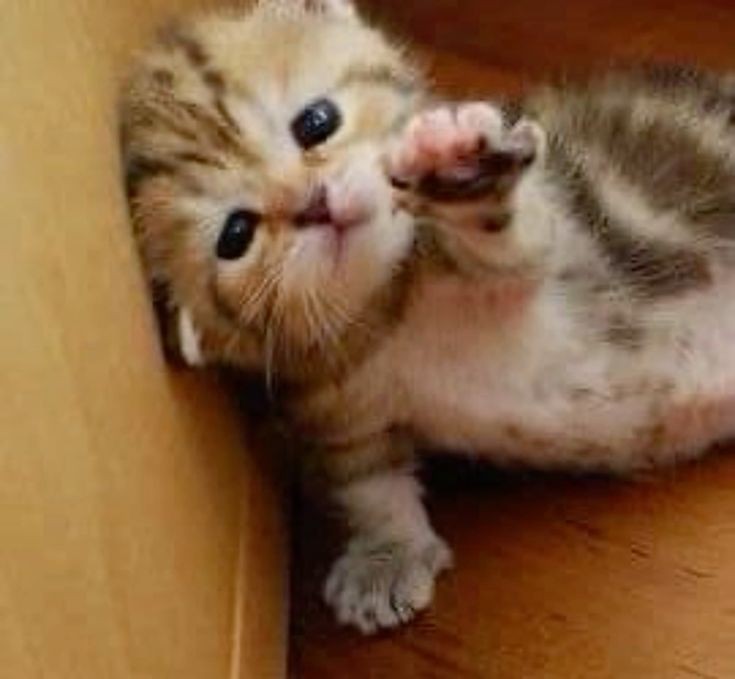 smol silly cat tweet media