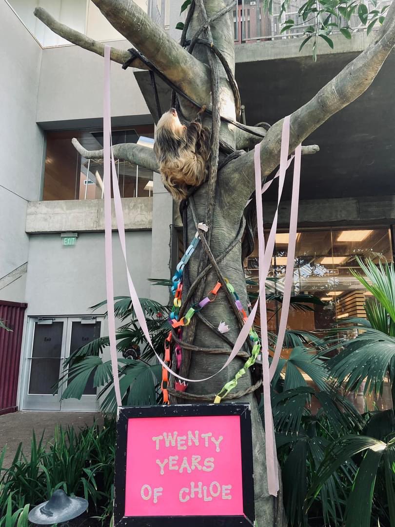 Como Zoo tweet media