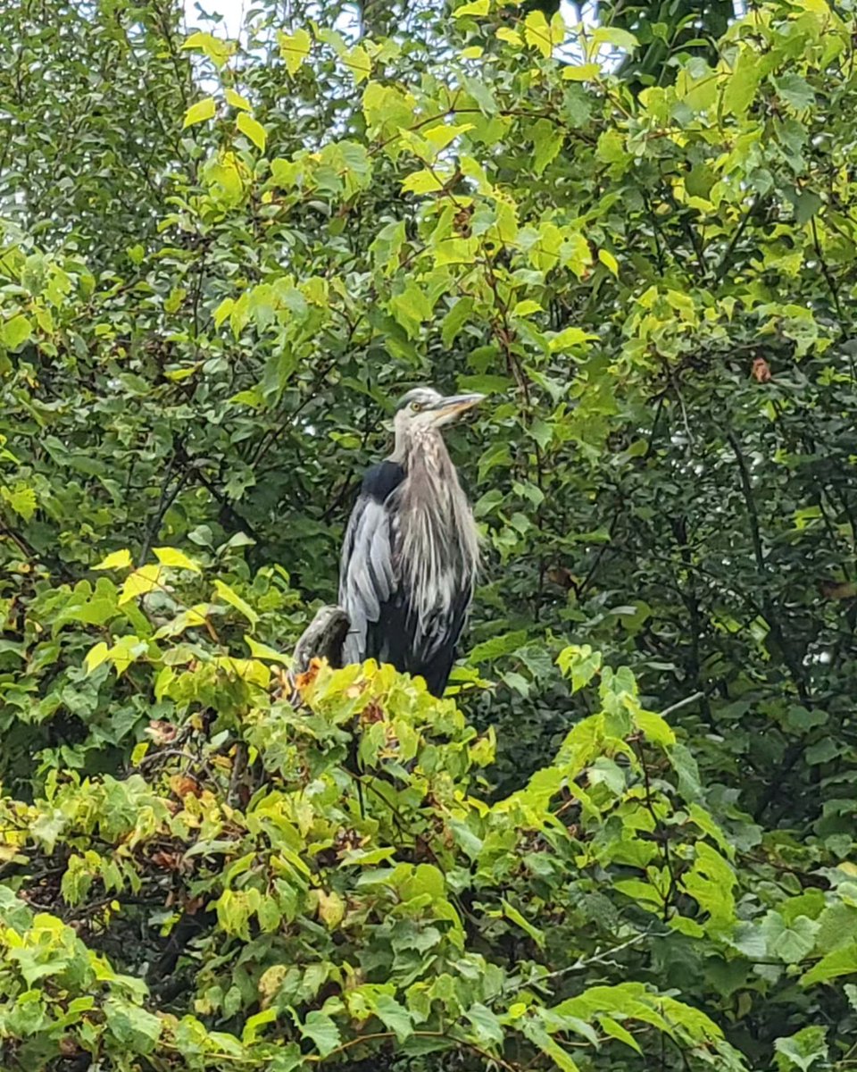 mommapollock's tweet photo. Something about being in nature and on the water is good for your soul. Kayaking on the Onatonabee in Peterborough is beautiful. #kayaking #naturesbeauty #summerweekend https://t.co/NwUXsBNlaB