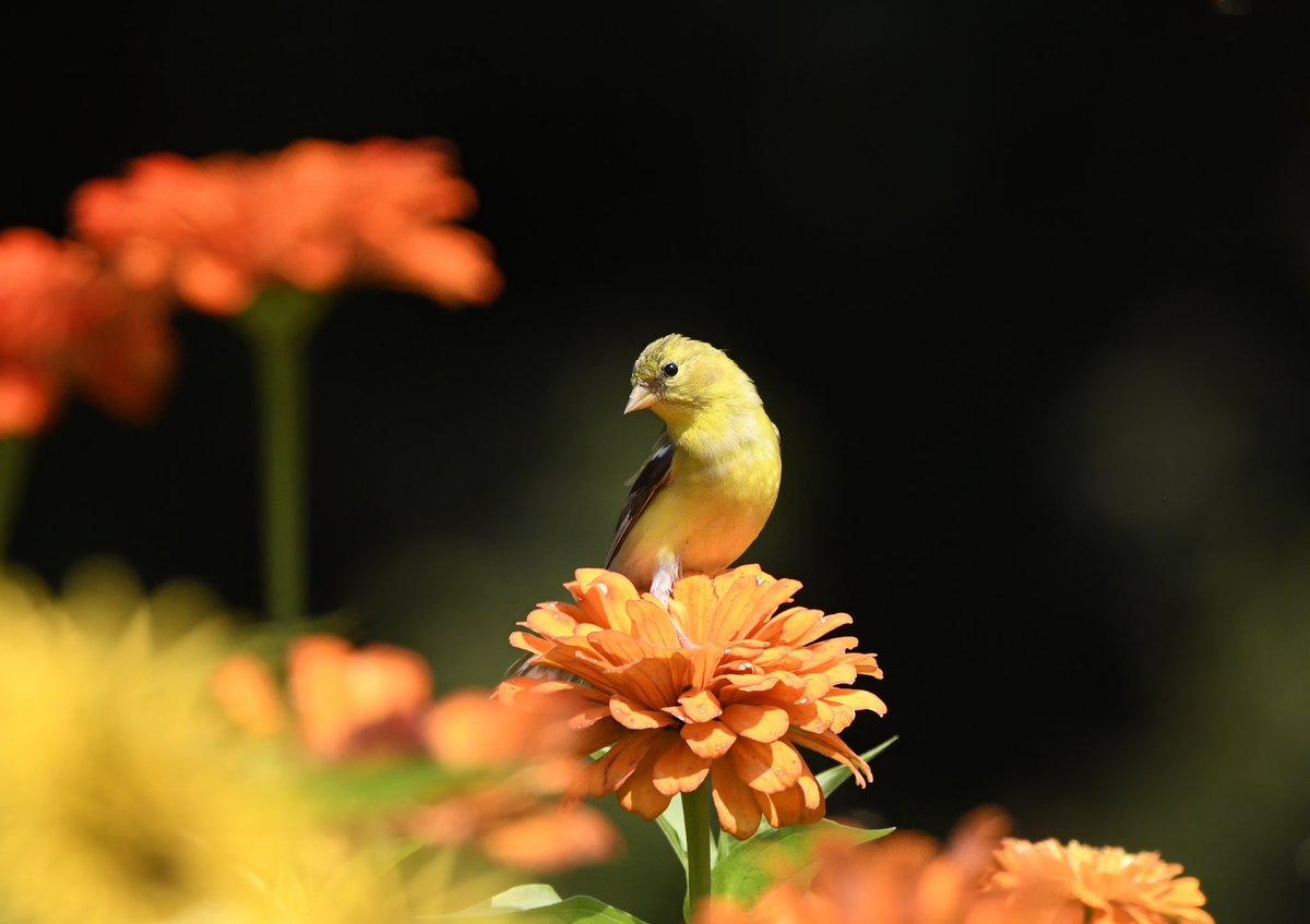 Siouxcq523's tweet photo. #goldfinch in #fttryon #birdcpp https://t.co/KZZIxmehTS