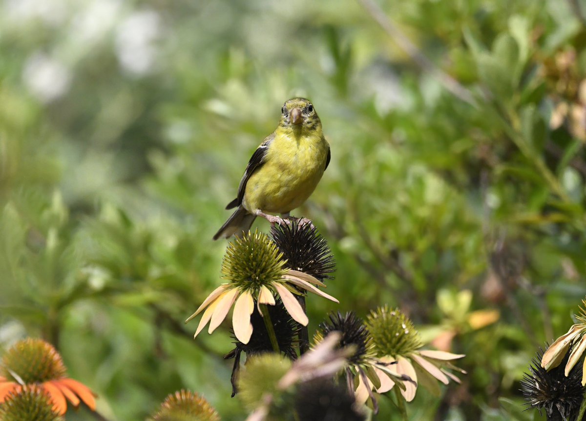 Siouxcq523's tweet photo. #goldfinch in #fttryon #birdcpp https://t.co/KZZIxmehTS