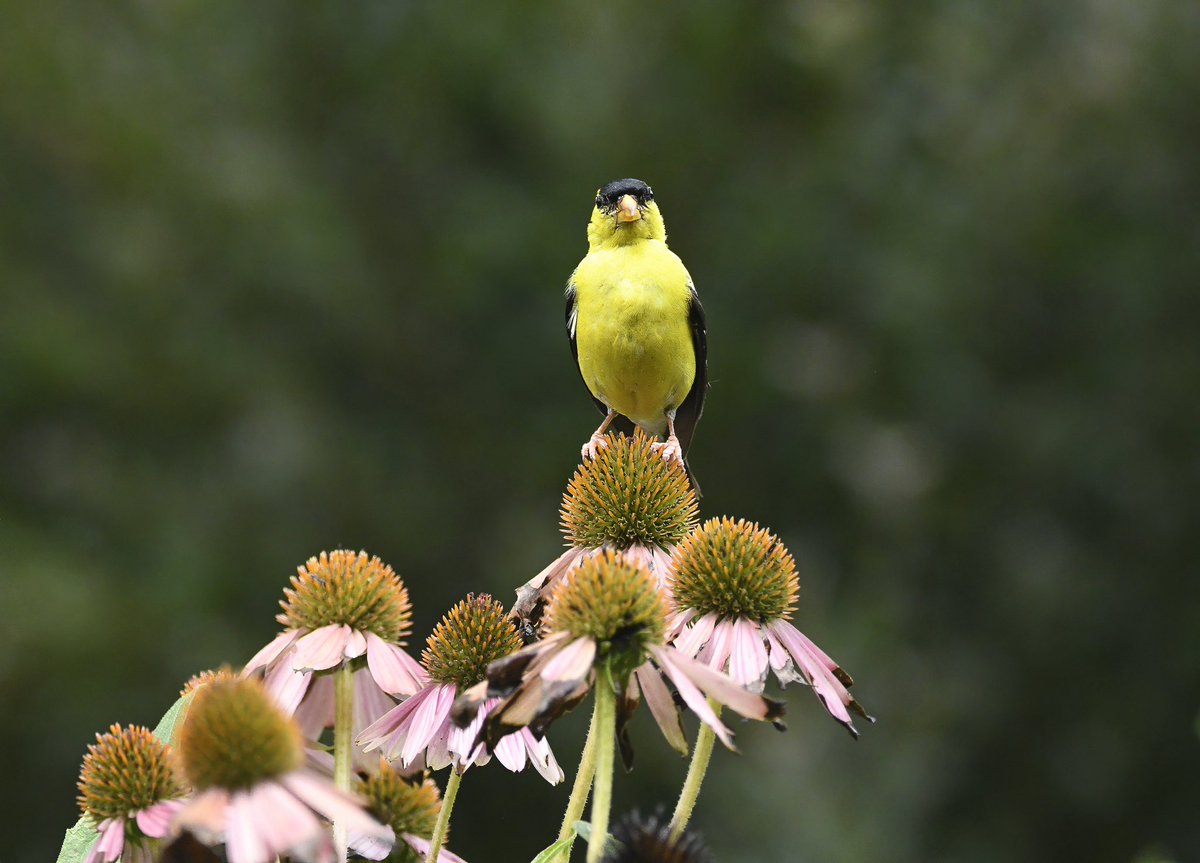 Siouxcq523's tweet photo. #goldfinch in #fttryon #birdcpp https://t.co/KZZIxmehTS