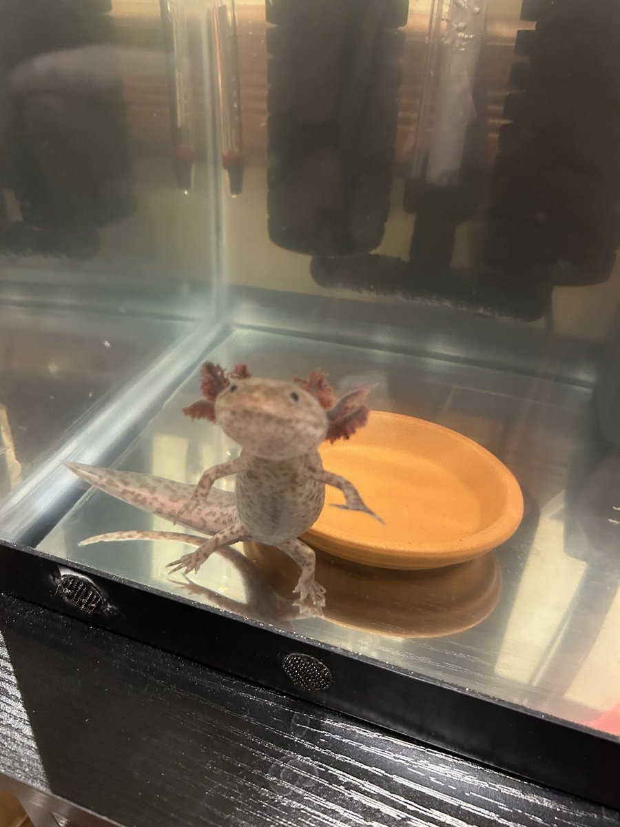 Basil E. Frankweiler tweet media