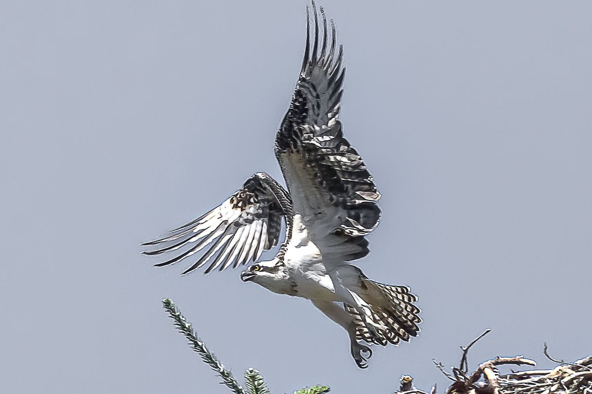 photos_walker's tweet photo. Osprey, Russian Gulch State Park, CA https://t.co/hS8lZjy9K4