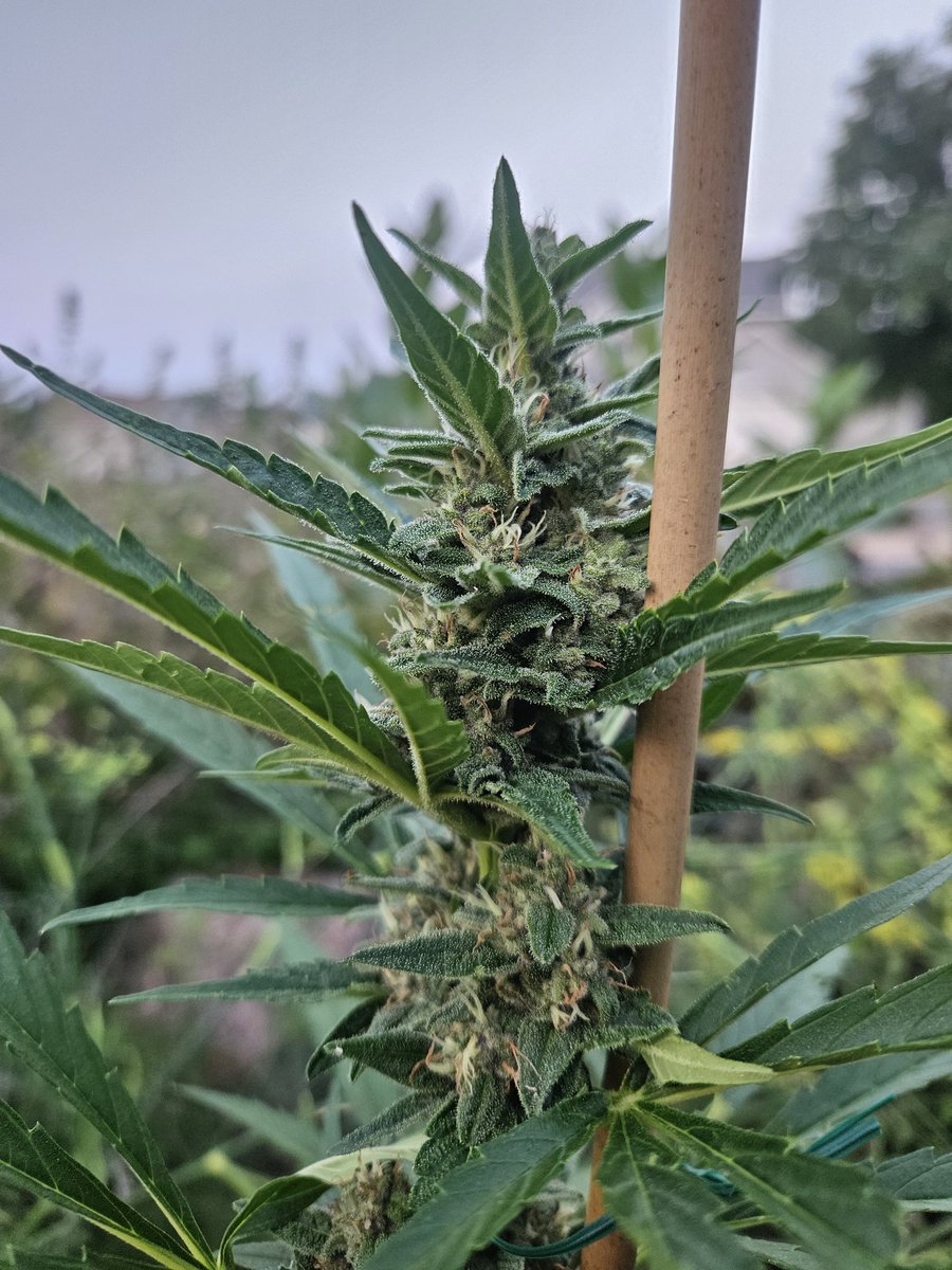 Savage Gardens tweet media