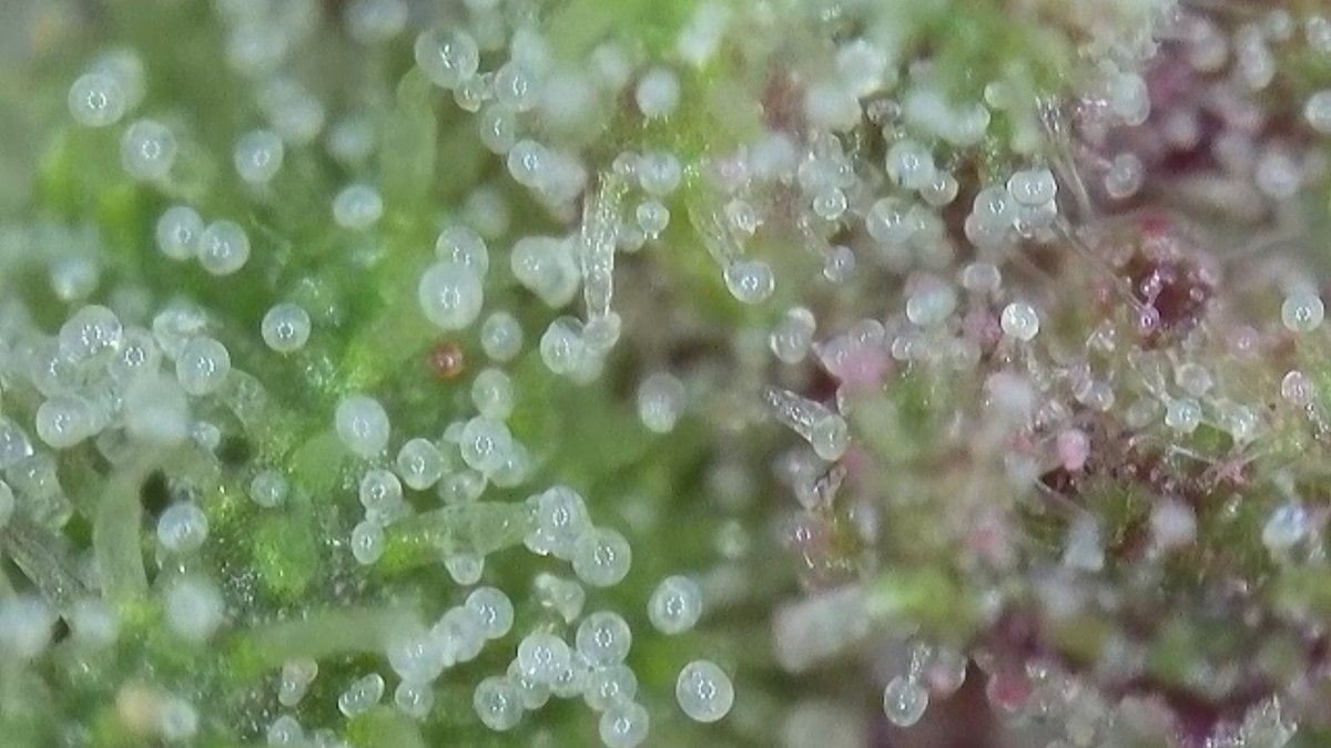 Savage Gardens tweet media