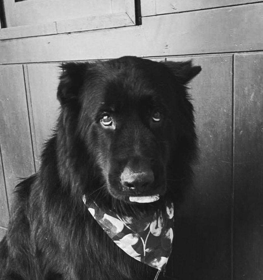 MelySoto14's tweet photo. Hoy perdí a mi mejor amigo, el perrito más leal que pudiera existir, me duele tanto que no pude hacer nada para ayudarte pero no queda más que agradecerte por estos años de amistad y amor incondicional, por ser mi consuelo en mis días más tristes y estar siempre ahí, te amo Darko https://t.co/Nae0C6WWAO