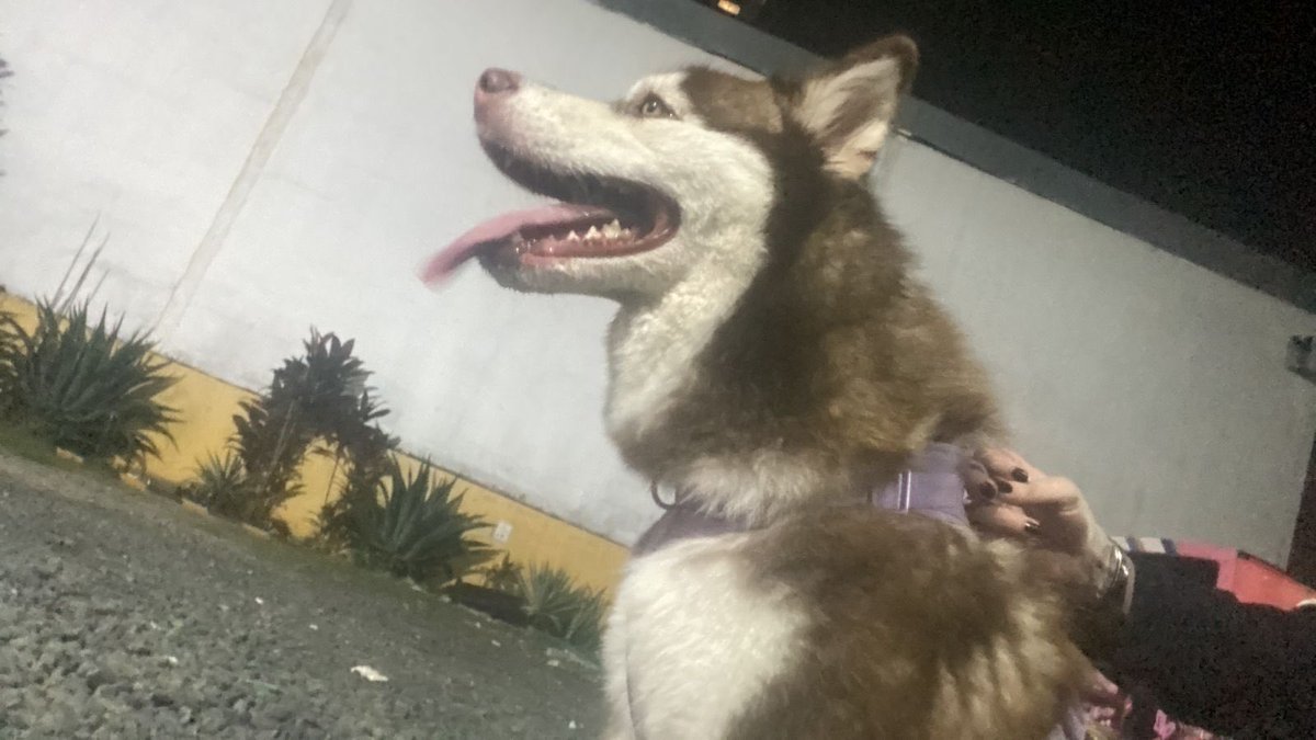 ingridcorrea_'s tweet photo. AYUDA! Acabamos de encontrar a dos husky por el Carmen, no tiene placas solo sus pecheras. 

Si alguien los reconoce pueden escribirme al DM! Si pueden dar RT agradecida https://t.co/6gPJsfKg1u