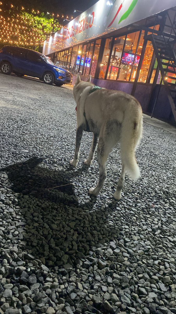 ingridcorrea_'s tweet photo. AYUDA! Acabamos de encontrar a dos husky por el Carmen, no tiene placas solo sus pecheras. 

Si alguien los reconoce pueden escribirme al DM! Si pueden dar RT agradecida https://t.co/6gPJsfKg1u