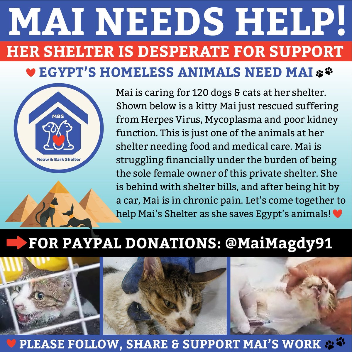 M_B_S2023's tweet photo. 🆘🆘🆘🆘 support us 🙏

https://t.co/8Zi9IF8ocP

 #dogrescue #animalrescue #shelteranimals #animals #rescuecats
#egypt #egyptiancats #egyptiandogs #egyptanimalrescue https://t.co/6hK4pREeKZ