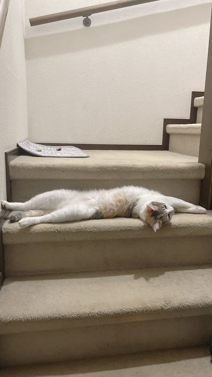 moconmeme's tweet photo. 階段とおせんぼ

 #猫がいる暮らし  #猫がいる生活 
 #猫好きさんとつながりたい https://t.co/8s0pY0VtJI