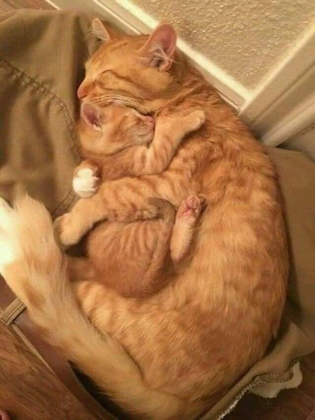 Catsillyness's tweet photo. ㅤ https://t.co/Kf45S1zrVj