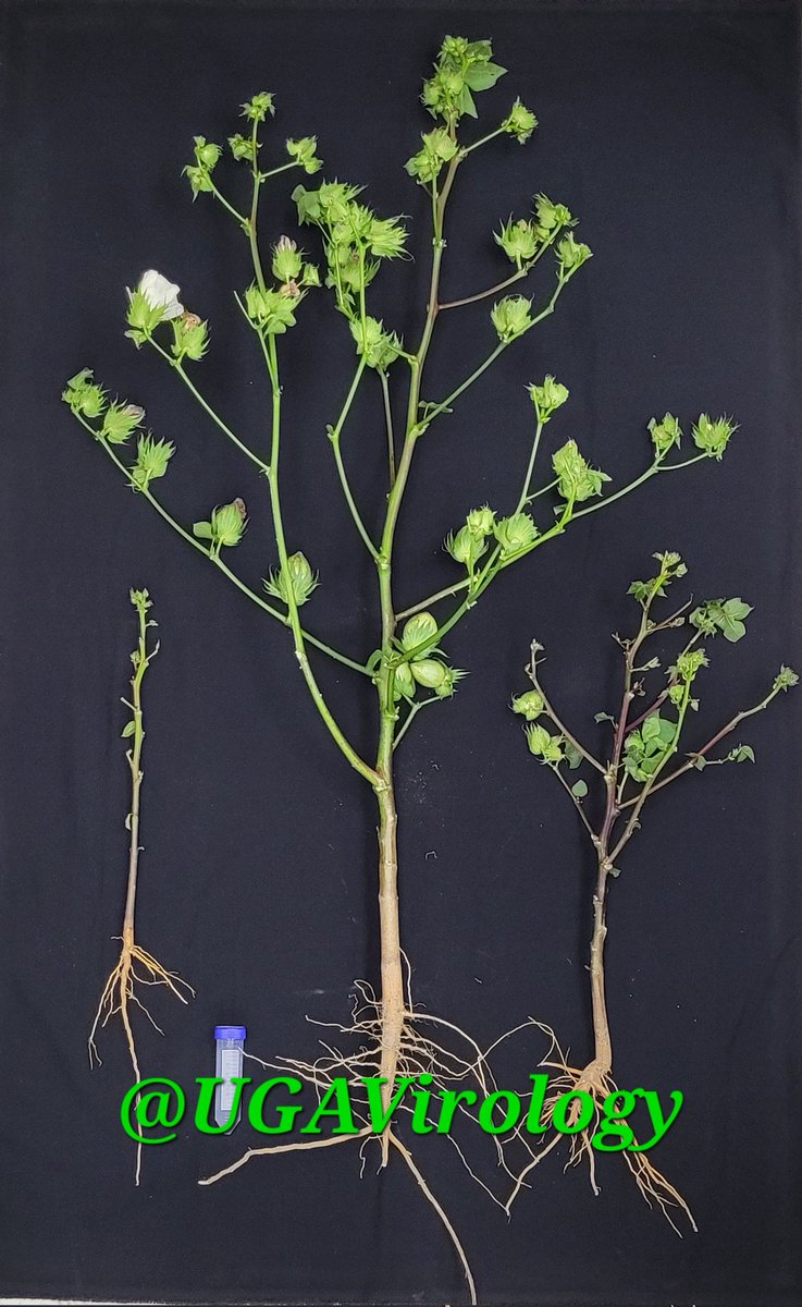 UGAvirology's tweet photo. Wish it was not there... https://t.co/H21GVoIMl9