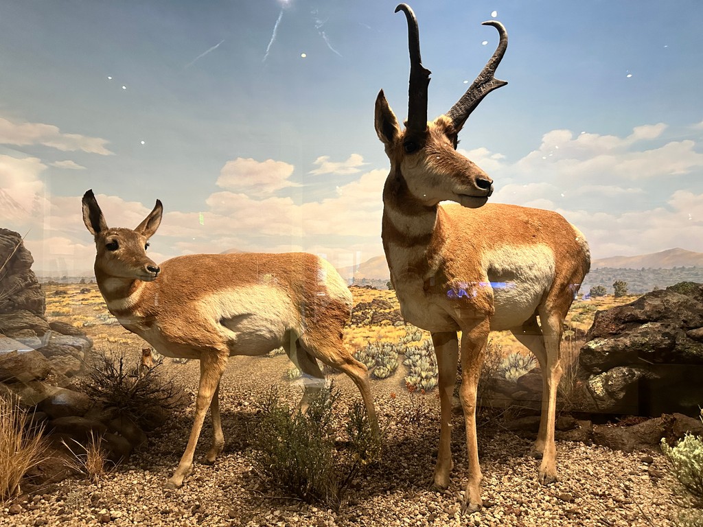 Today, only small herds of pronghorn antelope remain in CA. Some live in the bushy grasslands east of #MtShasta where they browse on sagebrush &amp; antelope bitterbrush. 🌾🦌🌾

Learn more in our Gallery of Nat Sci. #OMCA #PronghornAntelope